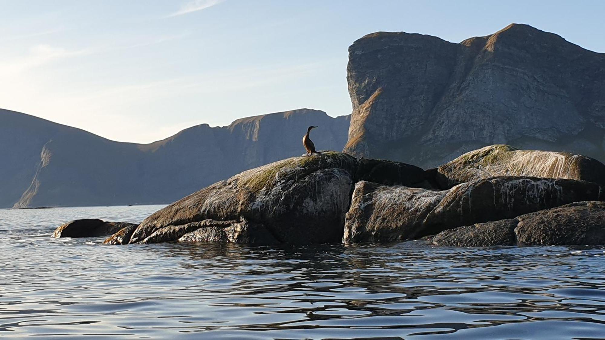Appartamento Bensvik Brygge Vaeroy Esterno foto